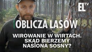 Wirowanie w Wirtach. Skąd bierzemy nasiona sosny? | Oblicza lasów #54