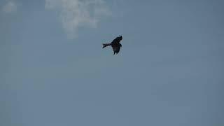 Red Kite over Milford, harassed by crows and magpies - kill at 3:01