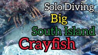 Freediving for Big Crayfish in the South Island  [Catch and Cook]