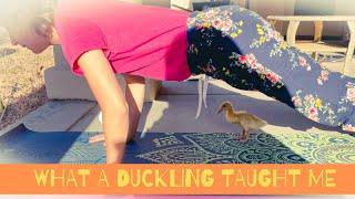 Duck yoga: an unexpected visitor at our house