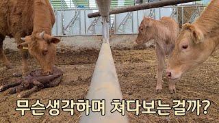 #50대청춘#농장라이프                                                      5일 먼저태어난 송아지가 갓태어난 송아지를 바라볼때