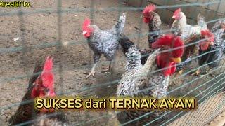 TERNAK AYAM KAMPUNG BISAKAH SUKSES??