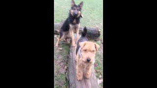 Fox Terrier Cloughie & Tinkerbell making me dizzy. @DogtrainersUK