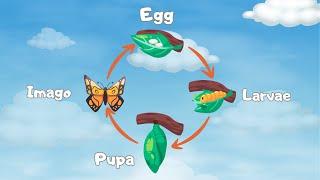 Life Cycle of a Butterfly Song (NEW Video!) | Butterfly Life Cycle for Kids | Silly School Songs