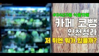 [식물카페] 카페 코뺑 - [인천청라]