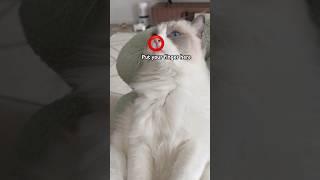 Why did you touch my nose, hooman  #catlovers #catshorts #trending