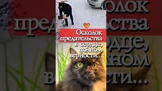 Осколок предательства в сердце, полном верности | Сафира  #приют #омскиехвостики #помощь #спасение