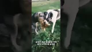 안 보면 후회하는 양치기 개 VS 늑대 맞다이 영상