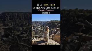  미국 그랜드 캐년 경비행기 투어+야생동물 #그랜드캐년 #grandcanyon #미서부여행