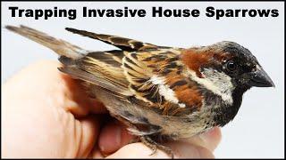 How To Catch Invasive House Sparrows. Mousetrap Monday