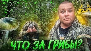 СЪЕЗДИЛИ С АНДРЮХОЙ ЗА ГРИБАМИ / ПРИГОТОВИЛИ ШАШЛЫК!!!!