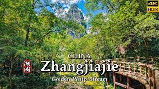 [4K CHINA] Zhangjiajie's Golden Whip Stream: A Walk Through Nature's Wonderland