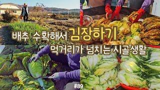 sub)how to make kimchi with cabbage from the field! enjoying kimchi with boiled pork, Korean dish