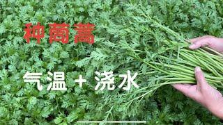 茼蒿种植｜秋天种茼蒿