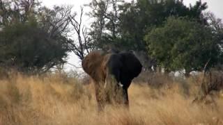 Elephant Moremi