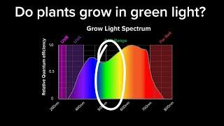 Do plants absorb green light?  Why are plants green?