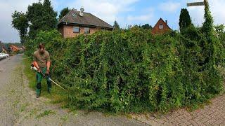 "I CAN'T DO IT Anymore" The HOMEOWNER Says of His OVERGROWN Hedge