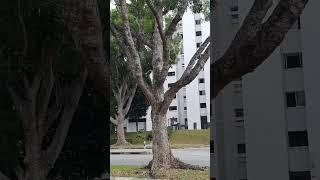 Mahogany tree along Serangoon Ave 2 waiting to be axed by PUB