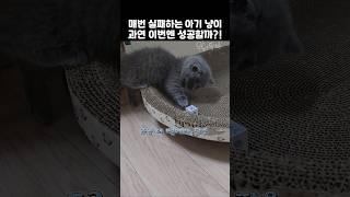 팔이 짧아 매일 실패 하는 아기 냥냥이! 오늘은 과연 성공?!