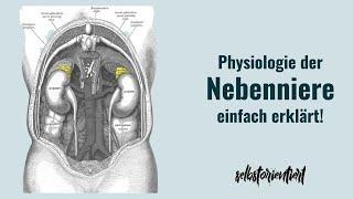 Physiologie der Nebennieren einfach erklärt! - Funktionen | Hormone | Stärken | Symptome | Tumor