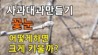 사과 꽃눈 크게 만드는 방법 꽃눈크기가 사과크기를 결정한다.