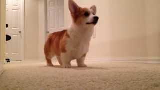 Pembroke welsh corgi puppy playing fetch