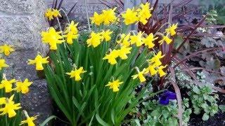 Miniature Daffodil / Narcissus 'Tete a Tete'