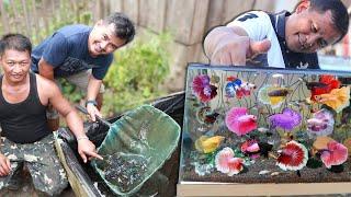 BETTA FISH FARMING│Thousands of betta fish ( INSIDE BETTA FISH FARMS)