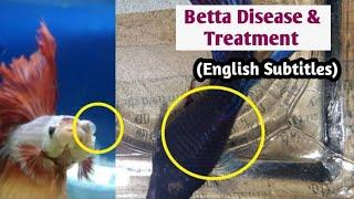 Betta Diseases & cure