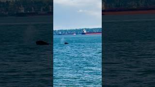 West Van Whale Watching - Serene Scenes