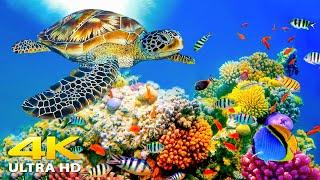 3HRS of 4K Turtle Paradise - Undersea Nature Relaxation Film + Relaxing Music by Starry Sky