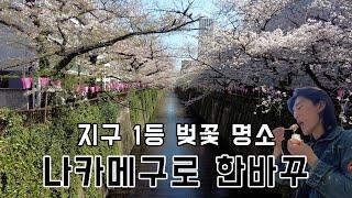 도쿄 벚꽃 느낌만 한번 보세요. 나카메구로(1)