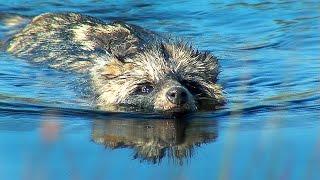 Собака енотовидная на воде. Swimming Raccoon dog.