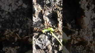 Ants vs Caterpillar / Муравьи vs гусеница #shorts