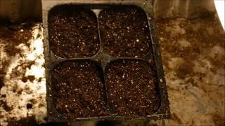 how to grow sage from seed, how to germinate sage seeds, how to sow sage seeds