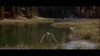Леди-ястреб