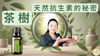 Tea Tree Essential Oil & Aromatherapy  Natural Antibacterial Power and Emotional Balance
