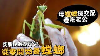 【從零開始養】螳螂!母螳螂邊交配邊吃老公!?怎麼養?螳臂當車居然是真的?Ft.昆蟲擾西 吳沁婕(閃光胎蛾)(紅毛蜘蛛)【許伯簡芝】