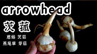 fried arrowhead chips Sagittaria sagittifolia【EN CN】茨菰 茨菇 芽菇 炸茨菰片 慈姑