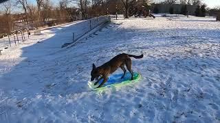 Dog Goes Sledding