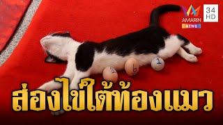 รุมส่องไข่นำโชค ใต้ท้องแมวหลับ | ข่าวอรุณอมรินทร์ | 31/10/67