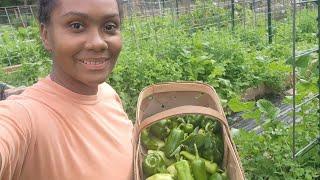 VLOG: Harvesting Sweet Peppers, Lets Chat We Pigs, Downsizing Our Animals