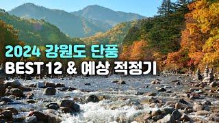 [강원도 Best 단풍명소 12곳] 단풍전문 여행 에디터가 추천하는 2024 강원도 단풍명소