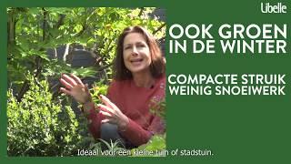 Drie fantastische struiken voor de tuin (i.s.m. Libelle)