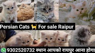 Persian Cats for sale In Raipur Chhattisgarh Show quality Available