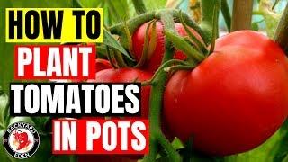 How to plant tomatoes in pots | Growing tomatoes in pots