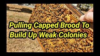 Pulling Capped Brood To Build Up Weak Colonies