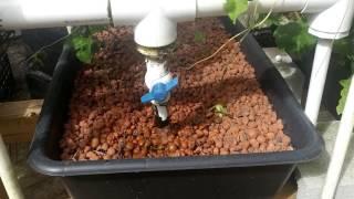 My Aquaponics System