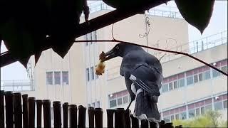 The Wild Pied Currawong