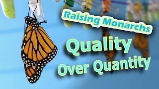 Raising Monarchs - Quality Over Quantity (Help The Monarch Butterfly)